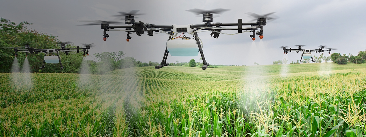 Full|Agriculture drone flying to spray fertilizer on a sweet corn crop fields
