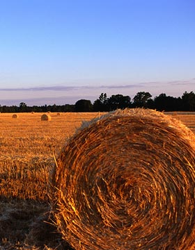 Tile|Bale of hay in a field